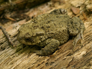 Crapaud commun - Bufo bufo 