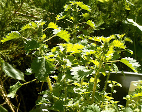 Urtica circularis