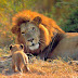 Lion & child