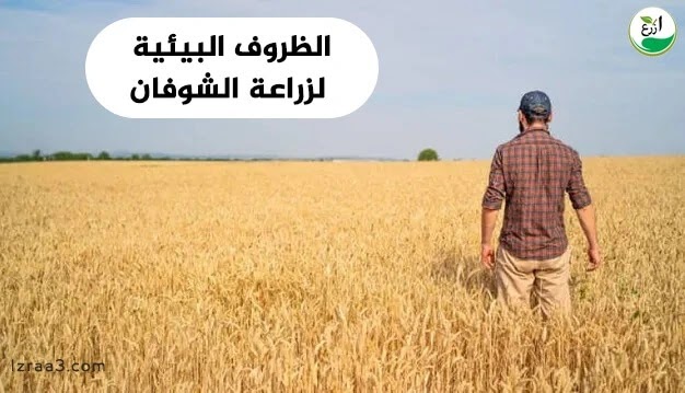 المتطلبات البيئية لزراعة نبات الشوفان