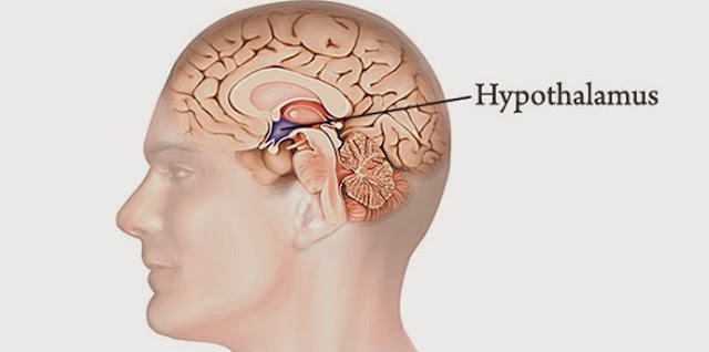 Gambar Posisi Hipotalamus Pada Organ Otak