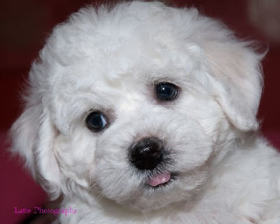 Bichon Frise Puppy Picture