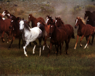 Horses: Of Wild Horses.