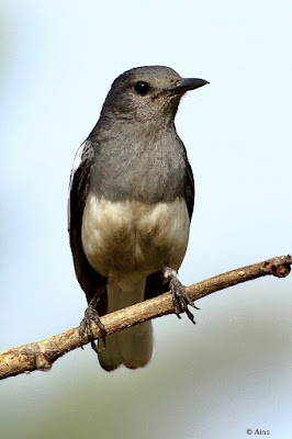 "Oriental Magpie-Robin - Copsychus saularis: Females are greyish black above and greyish white under.are common birds in urban gardens as well as forests.Perched on a branch"