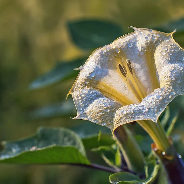 Gros plan d'une fleur de Datura avec des gouttes de rosée sur les pétales.