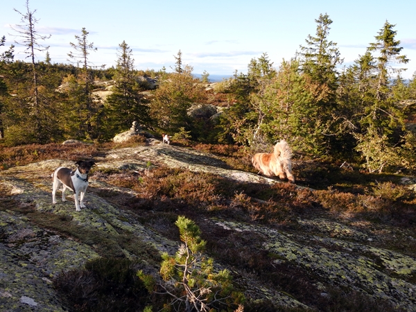 Fjøsvikfjellet somdalskollen kongsgardskollen varden fjellsetera