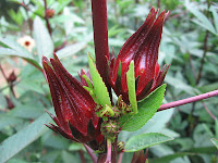 Rosella atau Roselle (Hisbiscus sabdariffa L.)