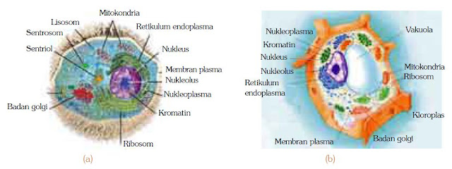 (a) Struktur sel hewan, (b) Struktur sel tumbuhan