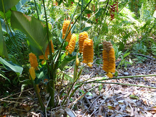 Possiblement Calathea crotalifera (Calathéa Serpent à sonnette)