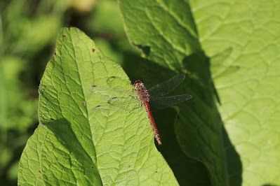 Snorhopke - Steenrode Heidelibel - Sympetrum vulgatum