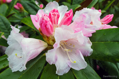 Rhododendron yakushimanum