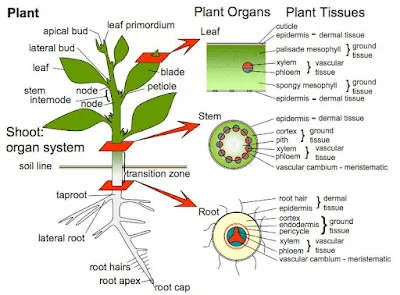Contoh Soal dan Pembahasan Materi Biologi, Anatomi dan Fisiologi Tumbuhan - (SMA/ MA/ SMK)