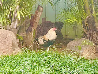 Hen, rooster, chicken