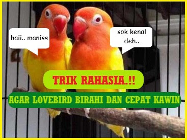 Cara Manjur Agar Lovebird Birahi Dan Cepat Kawin - Beternak Dirumah