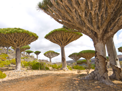 Socotra Island, Yemen, Middle East: Dragon blood trees in the protected area of Homhil Plateau, Gulf of Aden, Arabian Sea, unique biodiversity