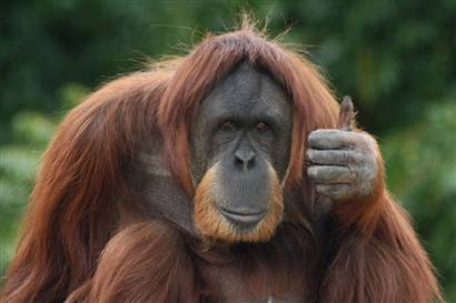 Orangutan gives idea the "thumbs up"