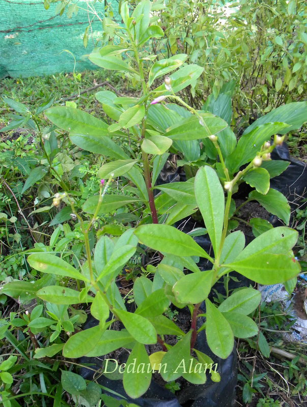 Dedaun Alam Pokok Ubat  Darah Tinggi 