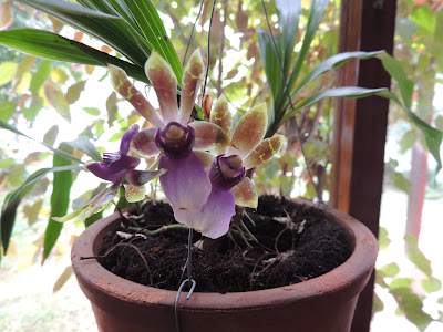 Zygopetalum maxillare - The Chin-Bone Zygopetalum care