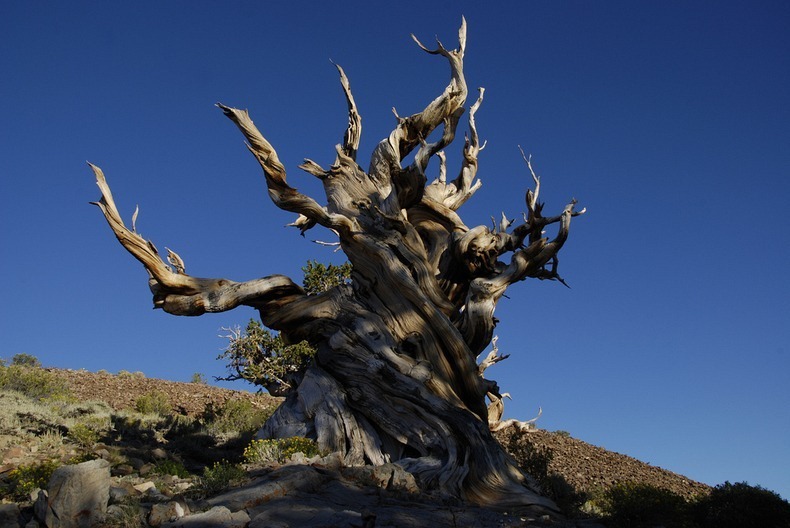 bristlecone-pines-8