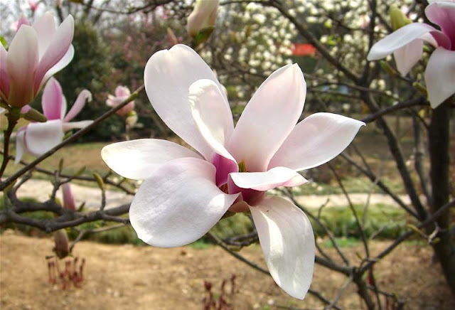 Magnolia Flower Pictures