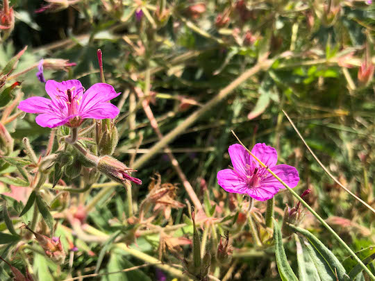 Stick Purple Geranium in Glacier National Park