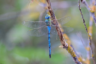 libelula-emperador-anax-imperator-macho-