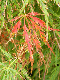 Green Hornet Cutleaf Japanese Maple (Acer palmatum 'Green Hornet') at the Toronto Botanical Garden by garden muses-not another Toronto gardening blog