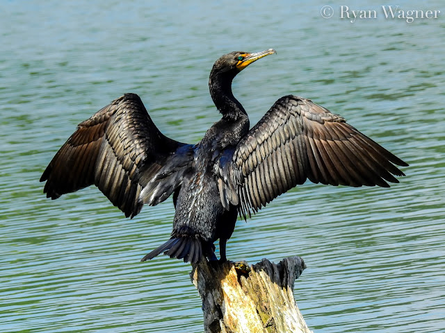 double-crested cormorant