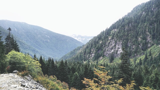 ALDER FLATS
