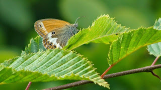 Coenonympha arcania DSC42599