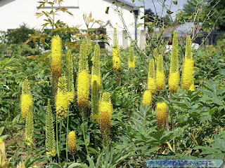 Lis des steppes - Eremurus stenophyllus