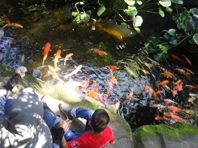 anak anak suka bagi ikan makan
