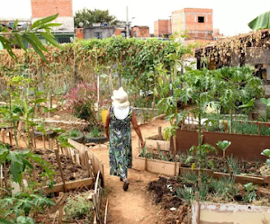 Horta Urbana complementa a nutrição de 20 famílias em São Paulo