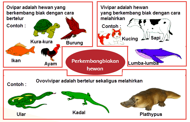 Unduh 4500 Gambar Animasi Hewan  Ovovivipar  HD Paling Keren 