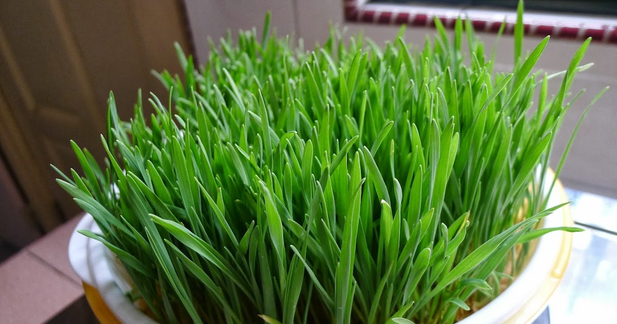 MY GREEN FINDER Plant  Vendors Grow wheat grass  indoor 