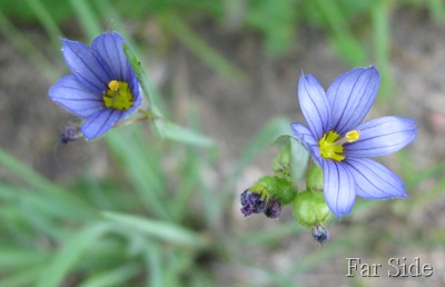 Blue eyed Grass close up