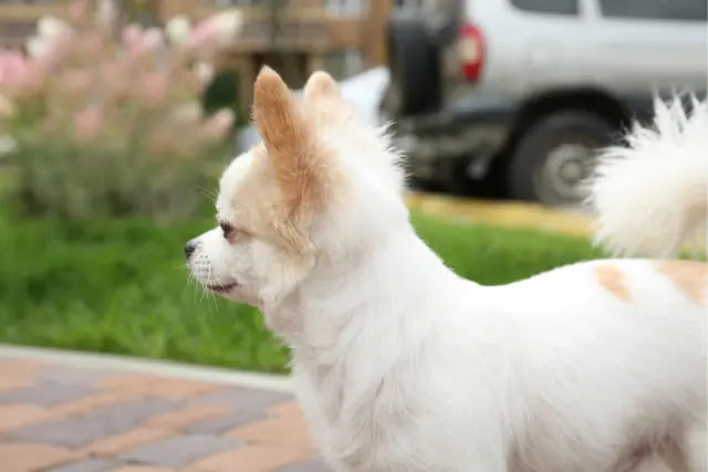 combien-de-kilometres-un-chihuahua-peut-il-marcher-1