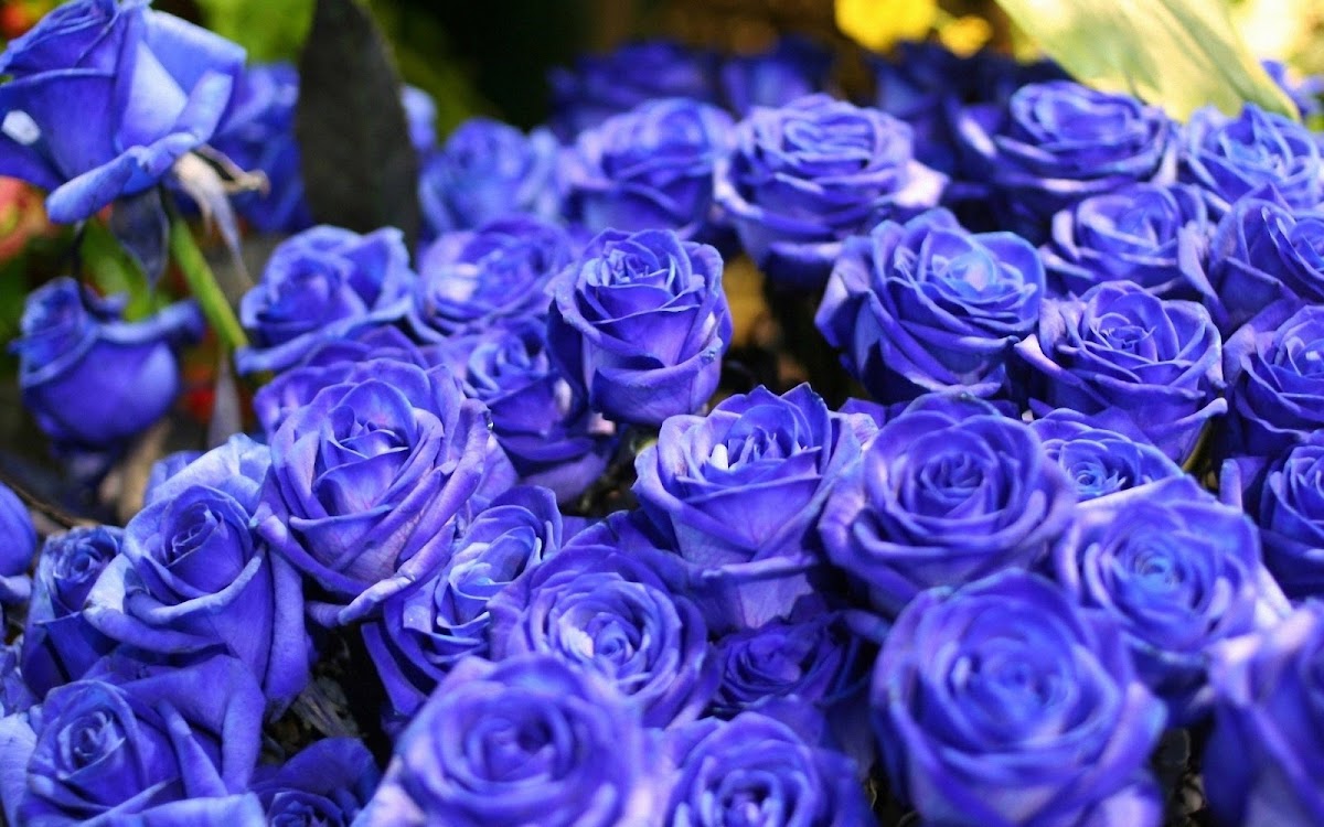 Purple Roses Widescreen Wallpaper