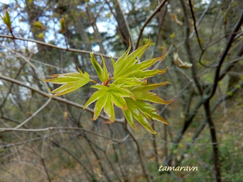 Клён мелколистный / Клён моно (Acer mono)