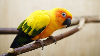 PARROT HD WALLPAPER FREE DOWNLOAD 11