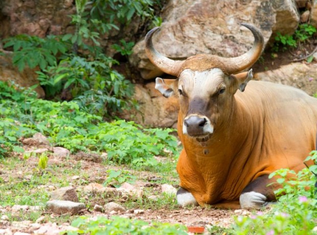 Penyebaran Fauna di Indonesia