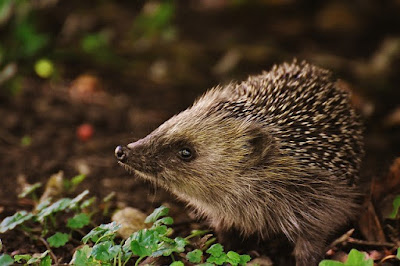  Interesting facts about hedgehogs