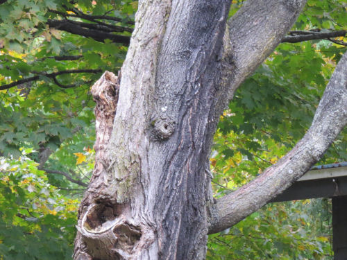 funny face in tree