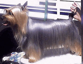 Silky Terrier Dog Breed Pictures