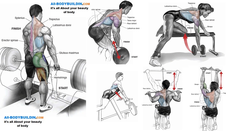 Top 5 Muscle Building Back Exercises  allbodybuilding.com