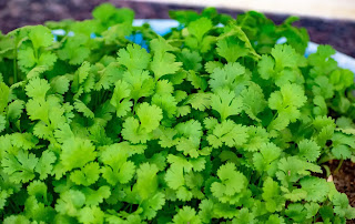Cilantro: The Amazing Health Benefits You Deserve To Know | The ultimate guide