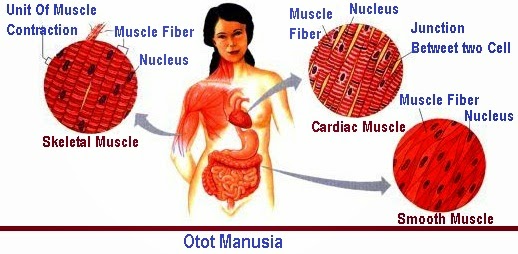 Konsep Populer 24+ Otot Pada Manusia