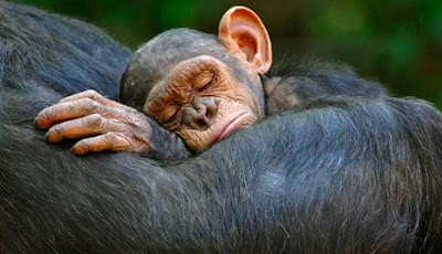 Chimpancé durmiendo