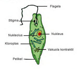 Protista Ciri Ciri dan Klasifikasi Protista Menyerupai 