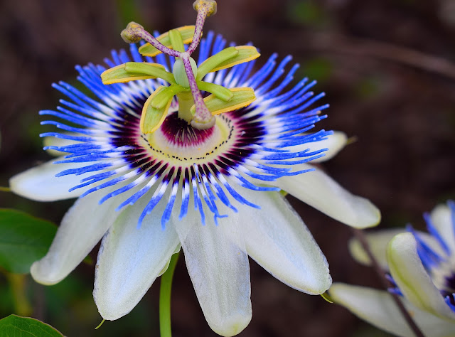 passionflower blue white